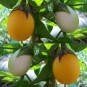 015150-aubergine-golden-eggs-white-egg