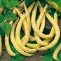 044900-droogbonen-stok-anellino-giallo