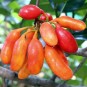 060220-buffeltepeltjes-susung-kalabaw