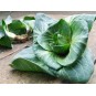 070100-groenlof-grumolo-verde