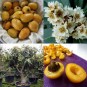 190700-loquat