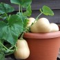 213545-pompoenen-butterbush-f1