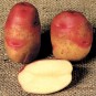 405983-aardappels-ambo