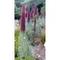 586530-echium-wildpretii