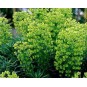 587190-euphorbia-characias