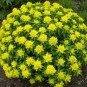 587220-euphorbia-polychroma