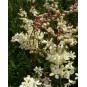 587470-filipendula-vulgaris