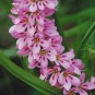 587485-francoa-sonchifolia