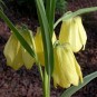 587487-fritillaria-pallidiflora