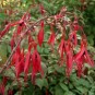 587490-fuchsia-magellanica