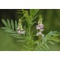 588050-galega-officinalis