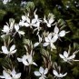 588200-gaura-lindheimeri-the-bride