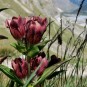 588460-gentiana-purpurea