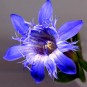 588500-gentiana-septemfida-var-lagodechiana-var-lagodechiana