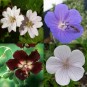 588550-geranium-dutch-flag-hybrids