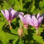 588600-geranium-aristatum