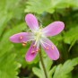 588655-geranium-canariense