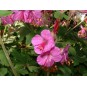 588665-geranium-macrorrhizum-czakor