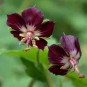 588680-geranium-phaeum