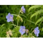 588700-geranium-pratense
