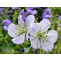 588705-geranium-pratense-blue-splish-splash-striatum