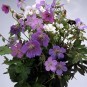 588710-geranium-pratense-mixed