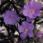 588715-geranium-pratense-purple-haze