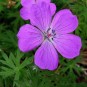 588740-geranium-sanguineum-vision