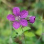 588770-geranium-yoshinoi