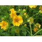 588800-geum-chiloense-lady-stratheden