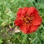 588900-geum-chiloense-mrs-bradshaw-improved