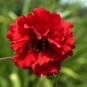 588910-geum-chiloense-red-dragon