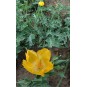 588970-glaucium-flavum