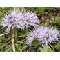 588980-globularia-cordifolia