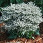 589000-goniolimon-tataricum