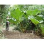 589150-gunnera-manicata