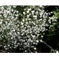 589200-gypsophila-paniculata-snow-flake