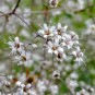 589210-gypsophila-paniculata-single-white