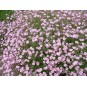589300-gypsophila-repens-rosea