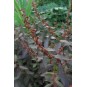 589500-haloragis-erecta-wellington-bronze