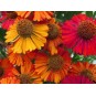 589700-helenium-autumnale-helena-mix
