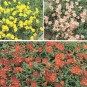 589800-helianthemum-nummularium