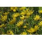 589870-helianthus-laetiflorus