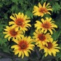 589990-heliopsis-helianthoides-var-scabra-burning-hearts