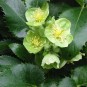 590150-helleborus-argutifolius