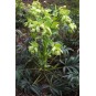 590250-helleborus-foetidus