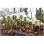 590400-helleborus-niger