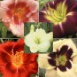 590600-hemerocallis-hybriden-ton-waard