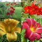 590610-hemerocallis-tamberg-hybriden