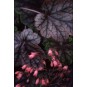 591160-heuchera-hybriden-metallica